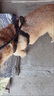 慧宠儿狗狗牵引绳背心式小型犬中型犬大型犬金毛泰迪小狗幼犬遛狗绳狗链 1.5米黑色（三件套） L码(约20-40斤） 实拍图