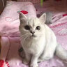 松宠银渐层猫咪英短蓝猫沐浴露成幼美毛护毛香波洗澡用品 银渐层猫咪浴液 实拍图