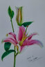 飞乐鸟 彩铅纸 油性专用彩铅画本 水溶性彩铅本空白画画本子绘画专用画纸写生彩铅绘画纸手绘本 【8K 300g 15张】彩铅专用纸（油性） 实拍图