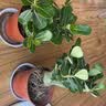 花翁沙漠玫瑰盆栽花卉绿植室内阳台盆景源头直发 中苗（颜色随机）2盆 实拍图