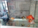 森森细菌屋滤材纳米硝化细菌水族箱底滤生化棉过滤器材料整箱鱼缸滤材 麻色小号细菌屋10个+硝化菌 实拍图