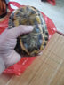 萌龟饲家宠物龟 巴西龟活物 宠物活体乌龟 半水龟小乌龟苗 观赏龟活体 15-17厘米下蛋宠物龟 1只单身龟 实拍图
