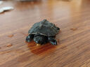富龟龟宝家养宠物龟金线草龟活体小乌龟长寿龟深水龟金线龟墨龟草龟苗 精品墨龟3-4厘米（1只） 实拍图