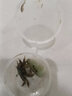 云峰海瑞 观赏蟹活体螃蟹宠物蟹 水族箱水草活体蟹 白爪迷你辣椒蟹2只（2厘米） 实拍图