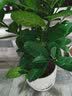 开时果 四季桂花树苗盆栽老桩浓香型花卉 室内植物客厅阳台好养绿植盆景 【家居点缀】精品桂花/40-50cm+砖红加仑盆 基地直发 实拍图