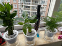 九千谷绿植盆栽发财树富贵竹文竹办公家用花卉植物小盆景源头直发 实拍图