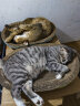 伟嘉成猫猫粮1.3kg海洋鱼味布偶蓝猫橘猫加菲英短猫咪全价粮 实拍图