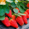 IDEAL理想农业 草莓种子水果四季蔬菜种子原味奶油草莓种子500粒*1袋 实拍图