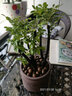 小叶紫檀盆景树桩盆景绿植物室内四季常青盆栽黑骨茶树苗名贵老桩 中号【厚德载物紫砂盆】 栽好发货 实拍图