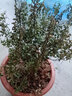 清香胡椒木绿植5年大苗四季长青会发出清香的植物清香木防蚊虫驱蚊草花卉室内客厅办公室桌面绿植不含盆 四年苗 实拍图