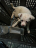 麦基乐 中华田园犬家养幼犬土狗小狗大黄狗纯黑小白狗体活体种狗 田园级 白色田园犬 公母备注 实拍图