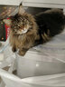 佳朔 纯血统大体缅因猫活体幼猫宠物猫大型缅因库恩猫温顺家养宠物猫 宠物级 【棕虎斑缅因】 实拍图