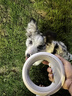 萌王星UFO可伸缩宠物牵引绳小狗链P绳中大型犬防爆冲遛狗绳泰迪柯基用品 牵引绳Plus（带灯款中性灰） 送M号胸背】7-14斤小型犬适用 实拍图