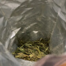 一杯香茶叶绿茶早春龙井茶250g2024新茶明前春茶散装礼盒自己喝送礼品袋 实拍图