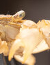 老蛙（LAOWA） 老蛙100mm F2.8 2倍放大全画幅百微超微距镜头 昆虫花卉人像 黑色【标配】 索尼FE口 实拍图