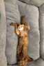 坏小宠 狗窝宠物猫窝透气猫沙发冬季保暖宠物垫子夏季泰迪凉席沙发大号小型犬中型犬宠物床狗狗用品 猫狗窝25斤以内枣红色（配毛毯+玩具） 实拍图