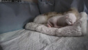 麦德氏IN-BASIC茁壮乐猫用配方羊奶粉200g猫咪专用羊奶粉幼猫新生猫咪母猫羊奶粉 实拍图