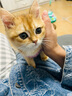 迪普尔 母猫绝育服猫咪手术服手术衣宠物猫衣服断奶服猫猫防舔服恢复服 粉色 S【适合3-5斤内猫咪】 实拍图
