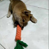 阿莫尔狗狗玩具耐咬磨牙幼犬球宠物发声惨叫鸡狗发声玩具训练逗狗互动 通用幼犬四件套 中型犬适用 实拍图