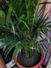 看匠 散尾葵盆栽 凤尾竹室内客厅大型绿植袖珍椰子夏威夷盆景富贵叶子 高度80-90厘米一盆 不含盆 实拍图