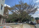 灭树粉专杀大i树烂根除树杀死大i树根药水腐蚀剂灭烂根粉强力凼祡 单瓶【试用装】 实拍图
