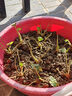 欧悟 蝴蝶兰花苗盆栽室内观花植物桌面阳台年宵花卉四季开花绿植花卉 紫蝶蝴蝶兰+透明原盆+原土 实拍图