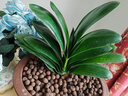 惜林园君子兰苗四季君子兰盆栽老苗室内植物圆头和尚好养大小苗当年开花 13-16片叶子【品种备注】 不含盆 实拍图