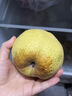 正鲜季（ZHENGXIANJI）正宗砀山梨酥梨薄皮梨当季新鲜水果砀山梨雪梨脆甜大果整箱安徽 3斤 【大果250g+】砀山直发|脆甜多汁 实拍图