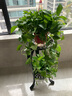 缤贤绿萝盆栽室内办公室植物大叶吊兰花卉绿植绿箩盆景吸水盆懒人 180#透明吸水盆绿萝四盆+2液 实拍图