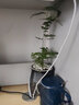 欧悟 室内办公桌面绿植净化空气除甲醛水培植物小绿植花卉盆栽绿萝 文竹 带盆栽好 实拍图
