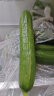 京百味山东荷兰水果黄瓜 2.5kg装 青瓜新鲜蔬菜健康轻食 源头直发 晒单实拍图
