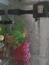 SEA STAR生态海 星小鱼缸客厅小型水族箱创意迷你玻璃家用懒人造景LED灯 320F布景套装（带20件套） 实拍图