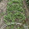 时光旧巷小拱棚支架杆蔬菜拱棚骨架育苗菜棚花棚玻璃纤维杆弹力棒农用大棚 6毫米粗2.2米长【20根】 实拍图