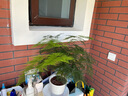 文竹盆景植物 室内绿色盆栽桌面观叶花卉绿植 大文竹+茉莉花 不含盆 实拍图