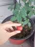 寿禾 寿光蔬菜苗组合套装批发大全菜苗秧苗子种菜秋冬季秧苗山东 红黄圣女果苗各3棵 实拍图