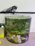 鱼多趣 鱼缸鱼捞小号（长35cm）抄网 捞鱼网兜 方形鱼捞手抄网养鱼用品  实拍图