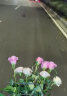 【基地直发】FlowerPlus花加优选水养鲜切花瓶插花桌面装饰清新礼物速递花束（下单后7天内发货） 多头玫瑰5枝,颜色随机 预售 实拍图