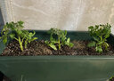 大禹菜苗秧蔬菜苗子大全活苗带土种苗秋冬季西红柿盆栽圣女果秧苗阳台 章姬草莓苗1棵 带盆带土发货 实拍图