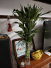 若绿 富贵竹水培植物花卉盆栽 室内客厅转运绿植 办公室桌面好养 富贵竹高75-80厘米10支（中竹） 实拍图