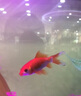 闽江（minjiang）鱼缸水族箱家用屏风生态造景中大型金龙鱼缸客厅免换水鱼缸 纯洁白色（养鱼礼包+造景礼包+升级过滤） 长120.6*宽36.7*高139(缸体+底柜) 实拍图