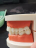 东之天地 仿真牙齿模具儿童早教刷牙模型口腔教学解剖练习教刷牙假牙模型 牙齿模型1个 实拍图