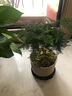 幼薇文竹盆栽植物室内绿化四季迷你办公室绿植摆件桌面好养创意小盆景 文竹+八骏陶瓷盆+圆形底盘 带盆栽好 实拍图