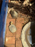龟真寿赤玉土2.5kg 爬宠半水龟黄缘守宫角蛙  垫材保湿除臭颗粒土硬质 实拍图