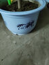 雅亭 鑫腾 环保优质简约塑料花盆 圆形加厚花盆园艺阳台托盘花盘 300型-口径26.5厘米 含托盘 实拍图