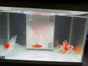 喜高超白玻璃鱼缸智能鱼缸免换水小型客厅水族箱一体式过滤氧气鱼缸 白-鱼缸标配 380*210*250mm 实拍图