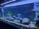 金利佳（Jeneca）鱼缸过滤器三合一吸水泵滤盒水族箱上滤上置循环过滤槽壁挂增氧 【白色双过滤器】适长90-107CM 实拍图