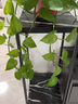 花架铁艺多层阳台花架子室内绿萝盆栽花盆架子吊兰多功能落地北欧轻奢式 黑架黑盘高75宽30 单个 实拍图