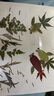卫辞树叶标本贴画植物标本幼儿园手工贴画儿童diy干树落叶手工材料包 金鱼觅食 儿童diy手工贴画 实拍图