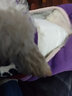 宠百思（PETBEST）公狗尿裤 狗狗纸尿裤狗狗尿不湿穿戴式狗尿垫狗尿布隔尿垫 公狗尿裤 S-小型 实拍图