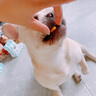 爪子心选（PETCHOICE）猫咪零食冻干宠物狗狗鸡胸肉多春鱼三文鱼干鸭肉牛肝蛋黄 鹌鹑蛋黄冻干70g 实拍图